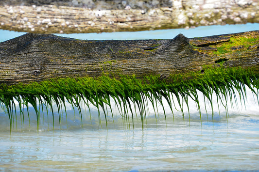 Enhance Your Home with Coastal Canvas Prints: A Journey to Serenity