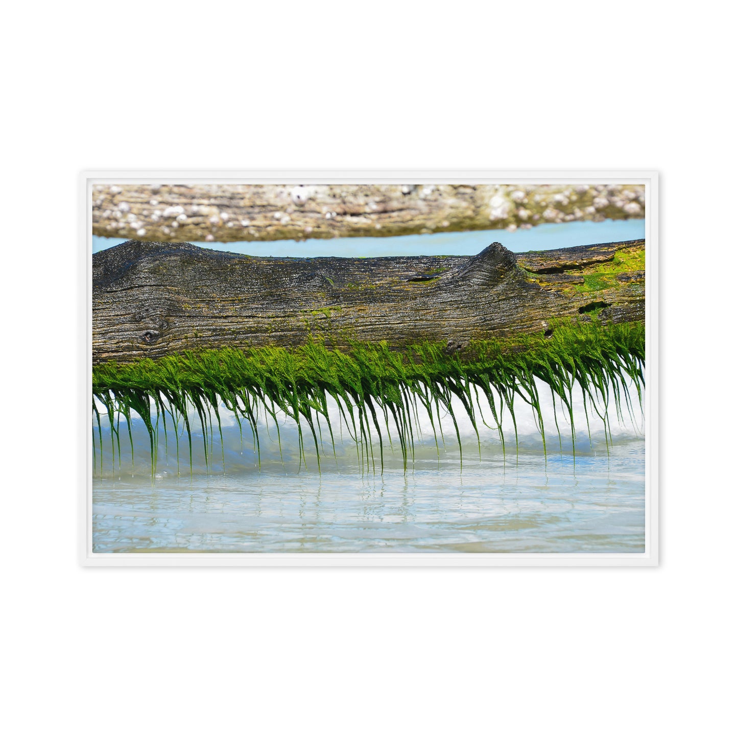 Sea Moss Memories: Framed canvas